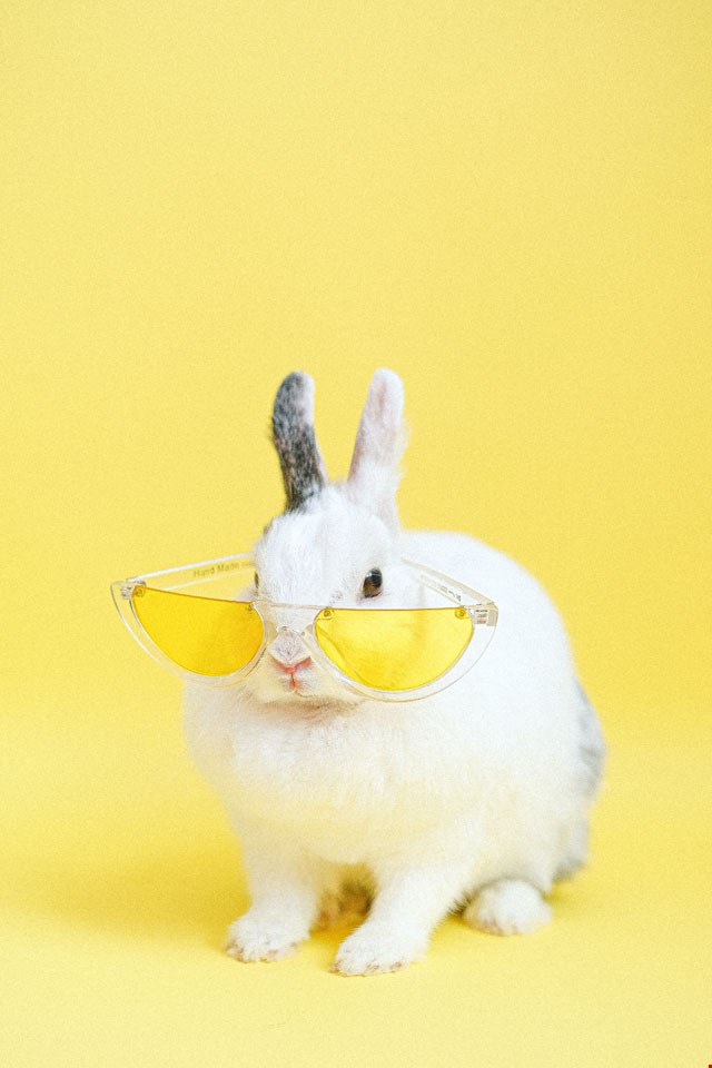 Hintergrund ‘cooles Kaninchen’