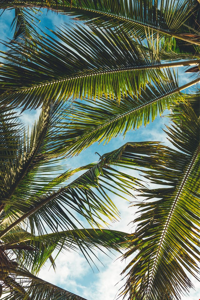 Hintergrund ‘Palmen’